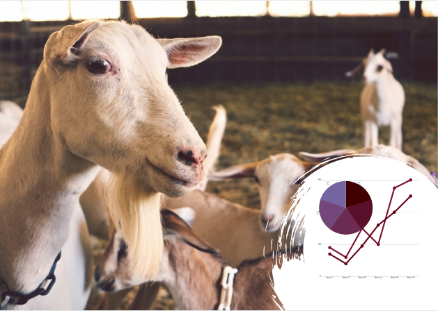 Бізнес-план козячої ферми в Україні: дрібна, рогата, але прибуткова